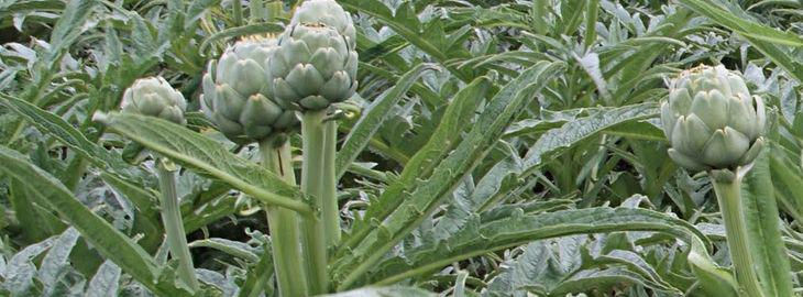 plantation artichaut